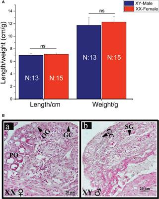 Comparative transcriptome analysis of the differentiating gonads in Scatophagus argus